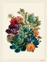 Colorful succulent arrangement featuring vibrant echeverias and sempervivums in teal, purple, red, and orange hues on cream background.