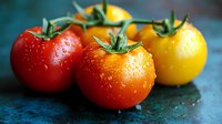 Fresh red, orange and yellow cherry tomatoes with water drops and green stems on dark background, macro food photography for healthy eating concept.