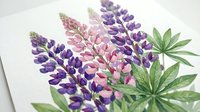 Watercolor lupine flowers in purple and pink hues with green leaves on white paper, botanical illustration for spring garden design and floral decoration.