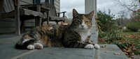 Tabby and white cat lying on concrete ground near wooden house and garden, alert outdoor feline.
