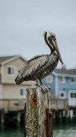 Brown pelican perched on weathered wooden dock post with coastal houses in background on overcast day at marina waterfront.