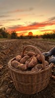 Fresh harvested potatoes in wicker basket on plowed field during golden sunset. Agricultural farming concept for organic food production and rural lifestyle.