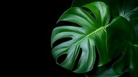 Fresh monstera deliciosa leaf close-up on dark background shows vibrant tropical foliage with natural water drops and dramatic lighting for botanical design.