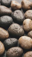 Fresh organic potatoes with water droplets arranged on rustic surface for healthy cooking and farm-to-table cuisine preparation.