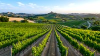 Scenic rows of grapevines stretch across rolling hills in wine country, with winding roads and mountains in distance during golden evening light. Lush green vineyard landscape.