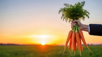 Fresh organic carrots with green tops held by farmer hand against golden sunset sky over agricultural field for healthy eating and farm produce marketing.