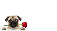 Adorable pug dog holding red rose in mouth on white background, romantic Valentine's Day pet portrait for greeting cards and love-themed designs.