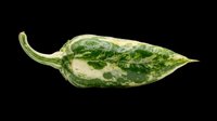 Variegated green and white poblano pepper isolated on transparent background, ready for clipart, t-shirt design, print-on-demand products, stickers, and sublimation projects.