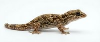 Small brown gecko with textured scales isolated on white background, suitable for educational materials, wildlife design projects, and nature-based content.
