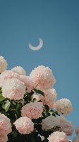 Blooming pink carnation flowers against blue sky with crescent moon. Romantic floral garden scene for spring and summer nature backgrounds.