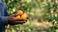 Farmer holding freshly harvested oranges in hands against blurred orchard background. Suitable for agriculture, farming, harvest, and food production content.