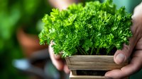 Fresh parsley growing in wooden box held by gardener hands against blurred green background, organic herbs for cooking and garnishing food.