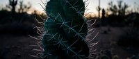 Close-up of spiny cactus plant with sharp thorns in desert landscape at golden hour sunset creating dramatic silhouette against warm evening sky.