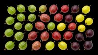 Gooseberries in various stages of ripeness arranged in rows, isolated on transparent background, ready for clipart, t-shirt design, stickers, print-on-demand products and sublimation projects.