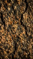 Close-up of weathered tree bark with deep cracks and golden-brown texture, ideal for nature backgrounds, environmental designs, and organic material references.