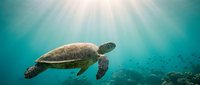 Sea turtle swimming underwater in tropical ocean with sunlight rays filtering through water and coral reef below.