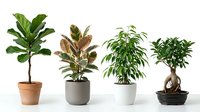 Collection of popular houseplants in decorative pots including fiddle leaf fig, rubber plant, weeping fig and bonsai tree for indoor gardening and home decor.