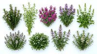 Fresh aromatic herb collection isolated on white, featuring rosemary, thyme, oregano, and savory sprigs for culinary and botanical design use.
