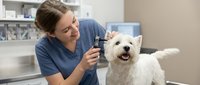 Professional groomer or veterinarian with brown hair examining white fluffy dog breed in clinical setting. Grooming, healthcare and pet care concept.