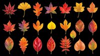 Autumn leaves collection isolated on transparent background, ready for t-shirt design, clipart, stickers, sublimation and print-on-demand projects.