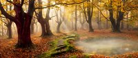Misty autumn forest with golden foliage and fallen leaves creating magical atmosphere. Sunbeams filtering through trees illuminate peaceful woodland scene.