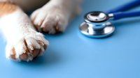 Dog paws and stethoscope on blue surface representing veterinary care and pet health examination for medical checkup.