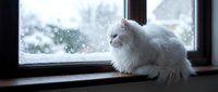 White fluffy cat sitting on windowsill looking out at snowy winter landscape. Cozy indoor scene with pet gazing through glass window at cold weather outside.