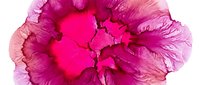 Vibrant magenta peony flower with layered petals in shades of pink and fuchsia, suitable for floral designs and botanical artwork.