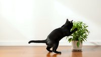 Black cat playing with green houseplant on wooden floor in modern home interior setting for pet care and indoor gardening concepts.