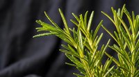 Fresh green rosemary sprigs with water droplets against dark background, suitable for culinary, wellness, and organic product marketing materials.
