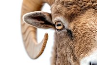 Close-up macro shot of brown ram eye and horn detail showing amber iris and textured wool, artistic nature photography suitable for wildlife publications.