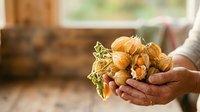 Farmer holding fresh harvested onions with soil on hands in rustic barn setting, agricultural produce and organic farming concept.