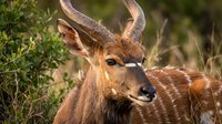 Young male nyala antelope with spiral horns in natural African savanna habitat surrounded by green vegetation and grassland.