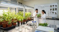 Two scientists in white lab coats examining plant specimens in modern greenhouse laboratory with potted plants and research equipment for botanical studies.
