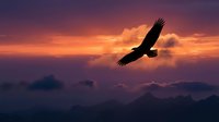 Majestic eagle soaring above mountain peaks at dramatic sunset with purple and orange sky. Freedom and power concept for inspirational designs.