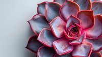 Vibrant pink and purple succulent plant macro photography showing detailed petals and geometric spiral pattern against light background. Artistic nature close-up.