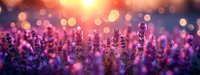Purple lavender flowers blooming in golden sunset light with dreamy bokeh background creating romantic atmosphere for aromatherapy and wellness concepts.