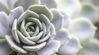 Soft pastel succulent plant with delicate rosette formation and gentle lighting creating peaceful botanical atmosphere for wellness and nature themes.