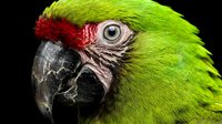 Green macaw parrot head close-up with vibrant red facial feathers and detailed eye against black background for wildlife photography and nature designs.