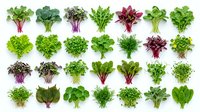 Isolated collection of fresh leafy greens and vegetables including lettuce, spinach, kale, and herbs arranged on white background for culinary, nutritional, and design applications.