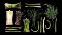 Fresh asparagus and dill collection, isolated on transparent background. Green, white, and purple varieties, ready for T-shirts, stickers, clipart, and print on demand.