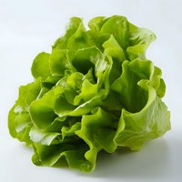Fresh green butter lettuce head with crisp wavy leaves isolated on white background, ready for salad preparation and food photography.