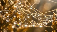Dew-covered spider web glistening in warm golden morning light, with sparkling water droplets creating a bokeh nature background.