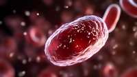 Red blood cells floating in plasma with detailed microscopic view showing cellular structure and membrane texture against dark background for medical visualization.