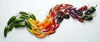Colorful chili peppers arranged in flowing wave pattern from green to red showcasing spice variety and heat levels for culinary cooking and food design.