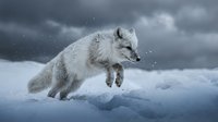 Arctic fox leaping through deep snow during winter storm with dramatic cloudy sky and falling snowflakes in natural wilderness habitat.