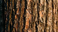 Weathered tree bark texture with deep cracks and natural brown tones, suitable for backgrounds, nature designs, and woodland-themed projects.