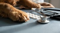 Dog paw next to stethoscope and pills on veterinary examination table. Pet healthcare, medical checkup, animal wellness concept for clinic use.