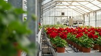 Commercial greenhouse interior with vibrant red flowering plants in terracotta pots on metal shelving systems for horticultural business operations.