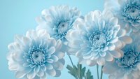 Delicate white and blue chrysanthemum flowers against soft blue background, creating serene monochromatic composition for floral design projects.